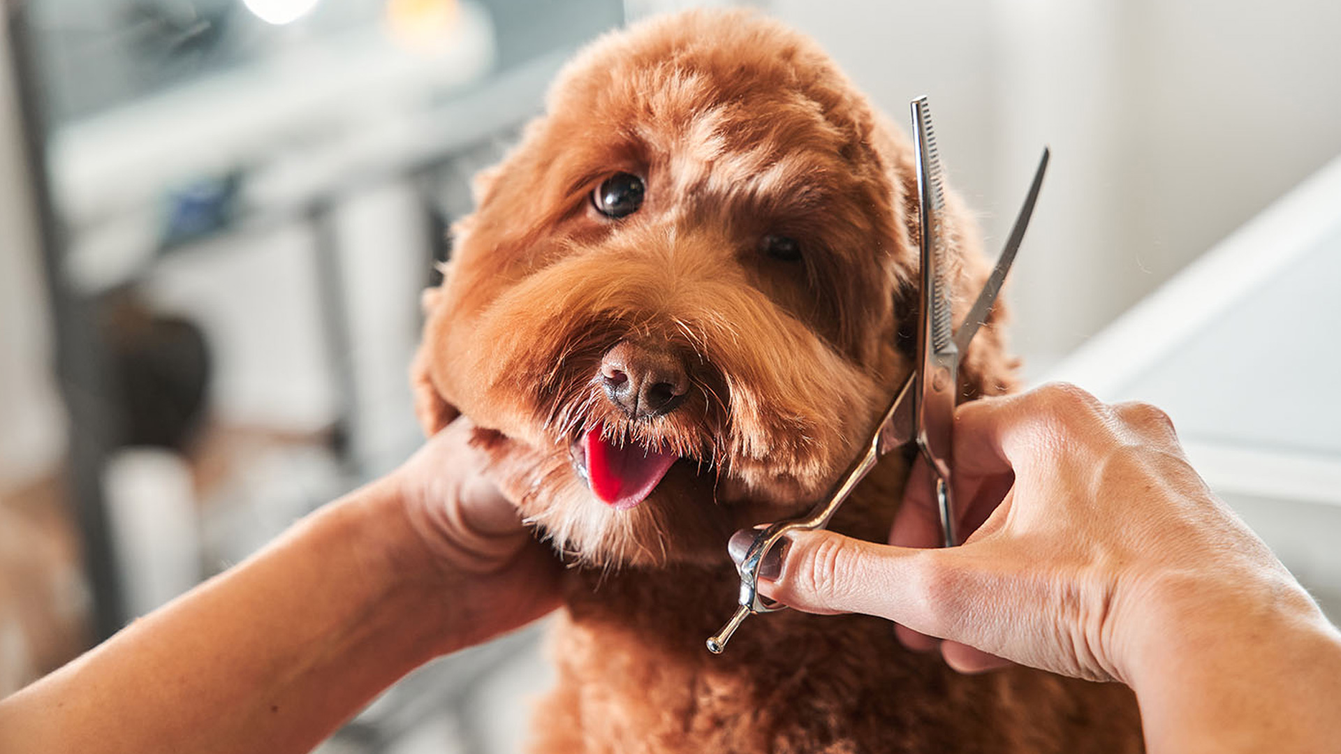 Riverhead & Hamptons Dog & Cat Boarding & Day care with Grooming