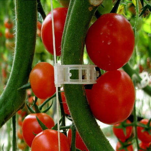 Tomato Plant Clips Online Hydroponics Shop
