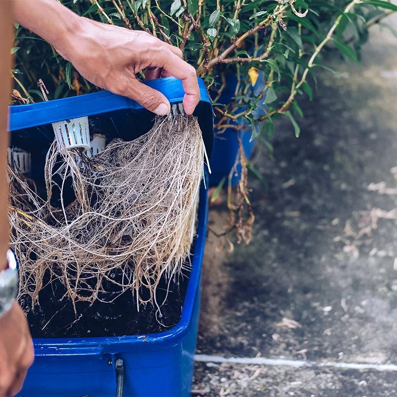 How to Prevent and Treat Root Rot in Hydroponics HydroponicFarmTips