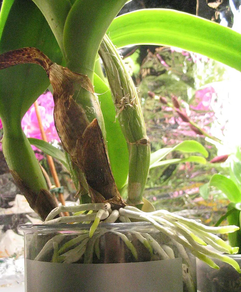 How To Grow Orchids Without Soil Hydroponic Orchids