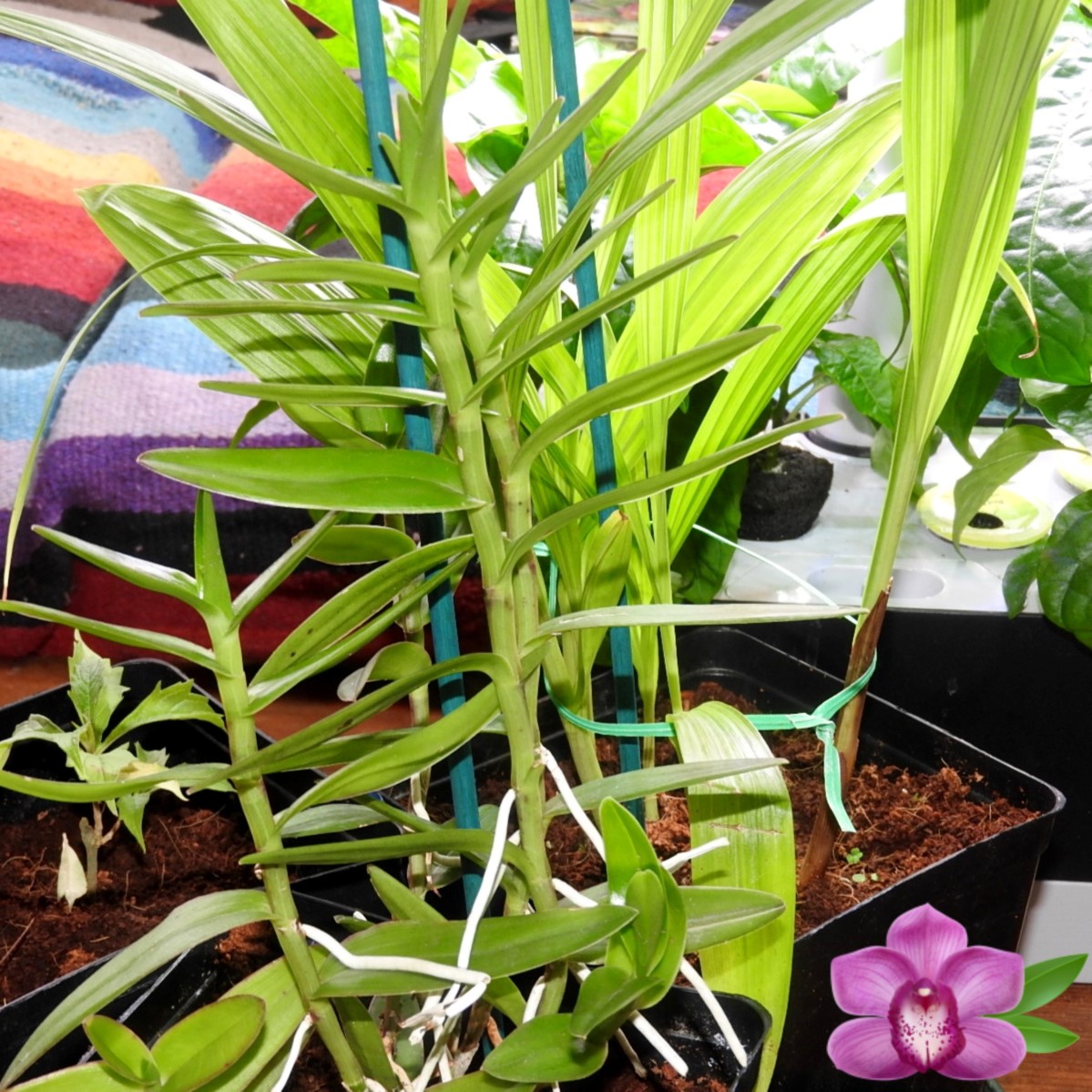 Are Orchids Hard To Take Care Of? Easy Growth Formula Hydroponic Orchids