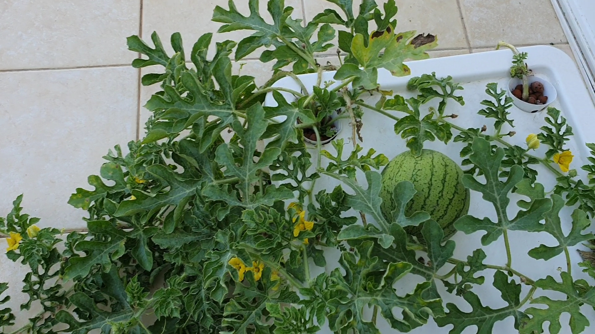 Soil vs. Hydroponic Growing Watermelons Hydroponics Zone