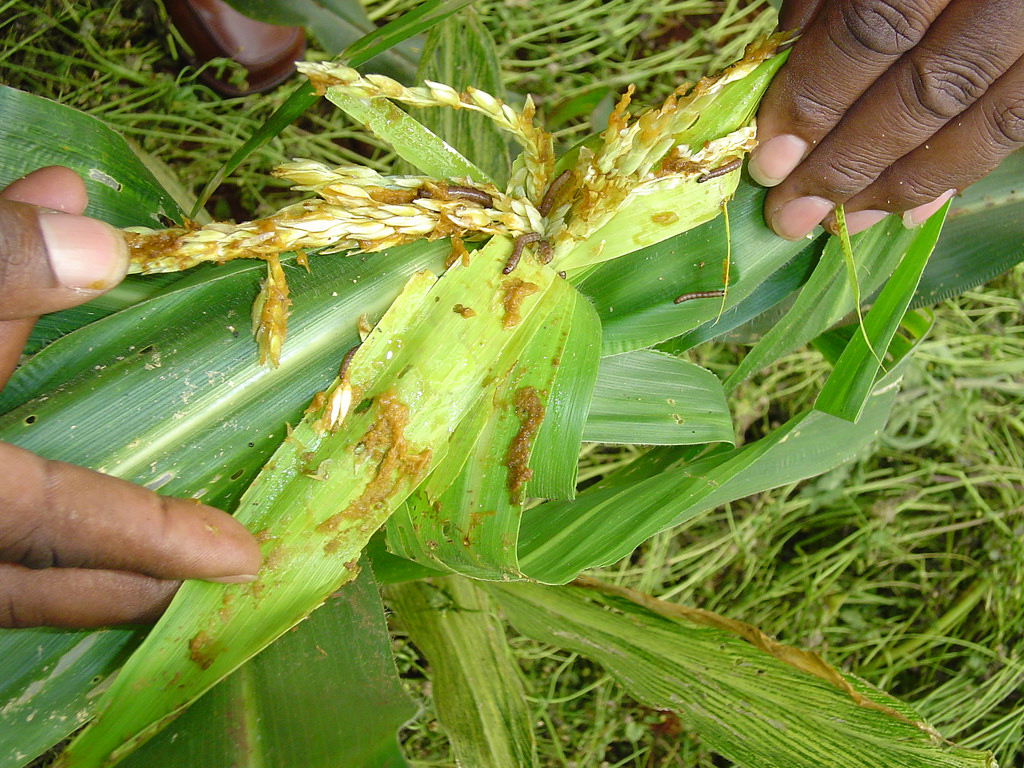 stem_borers_Corn Hygeia Analytics