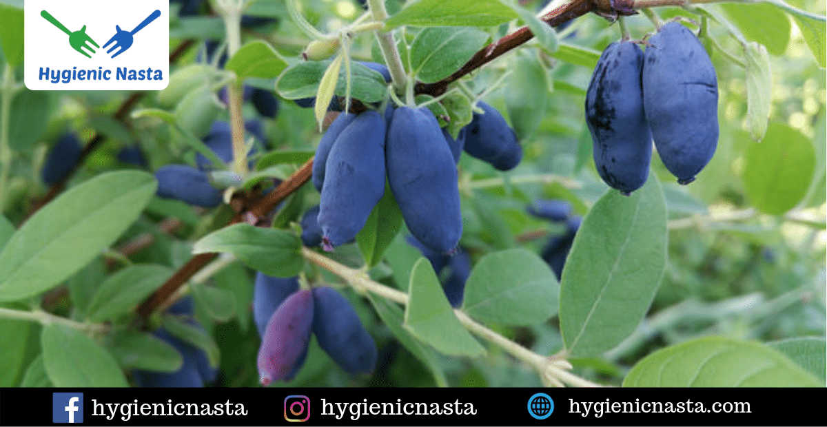 Benefits of Honeyberry Hygienic Food