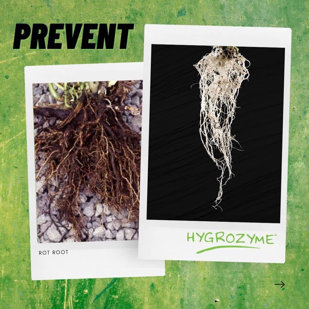 Plant insurance HYGROZYME