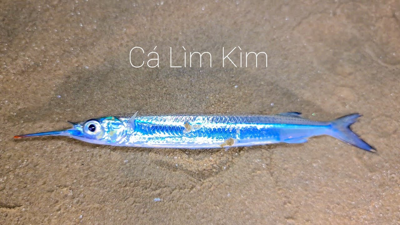 Cách Chế Biến Cá Kìm TPHCM, Siêu Ngon, Siêu Hấp Dẫn Tại Nhà!