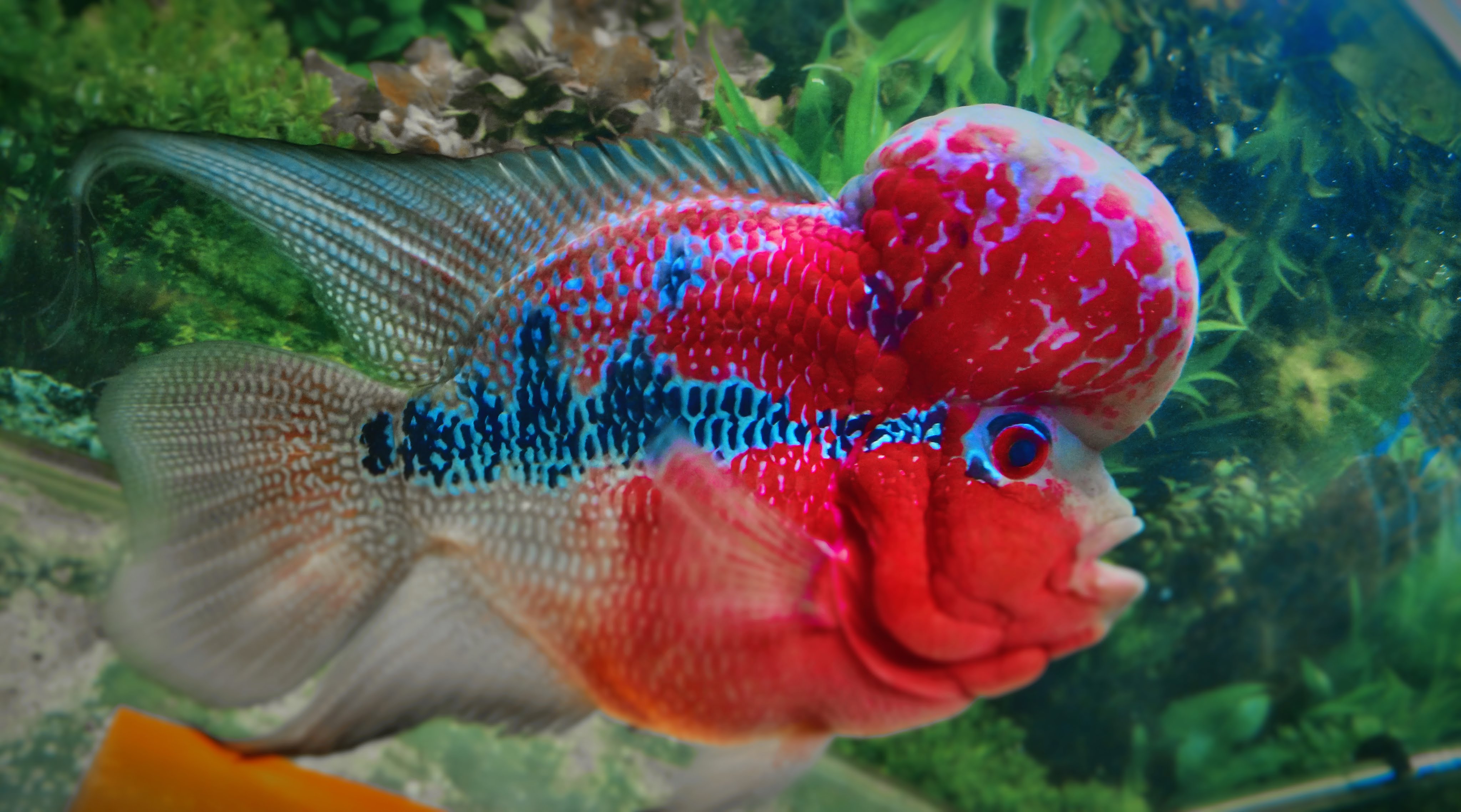 Malaysian Flower Horn Fish Best Flower Site