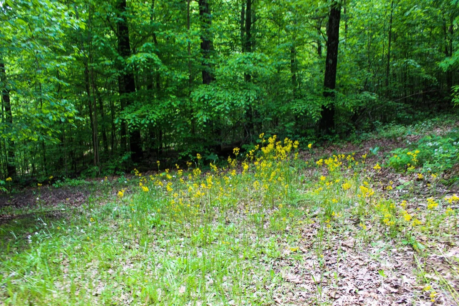 Hype Hunters of Mcconnelsville Ohio Hype Hunters Deer & Turkey Hunting