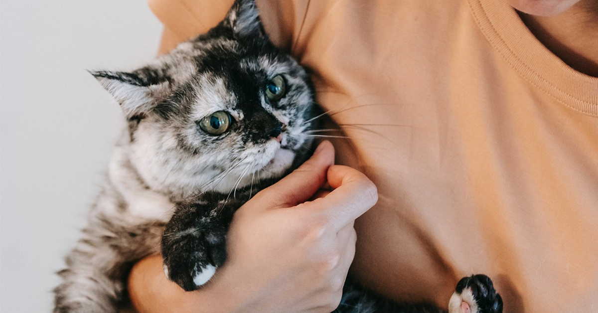 Choosing the purrfect cat for firsttime cat owners HYPE MANIA