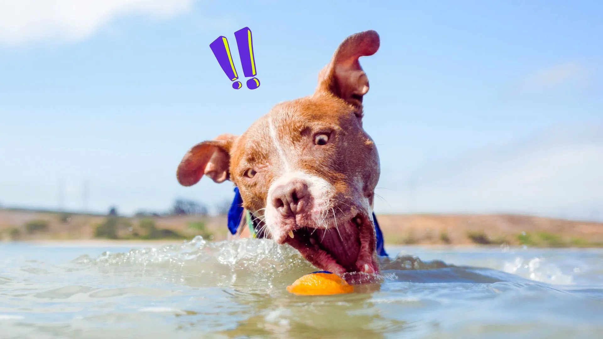 Salt Water Poisoning Dangers of Dogs Ingesting Too Much Sea Water