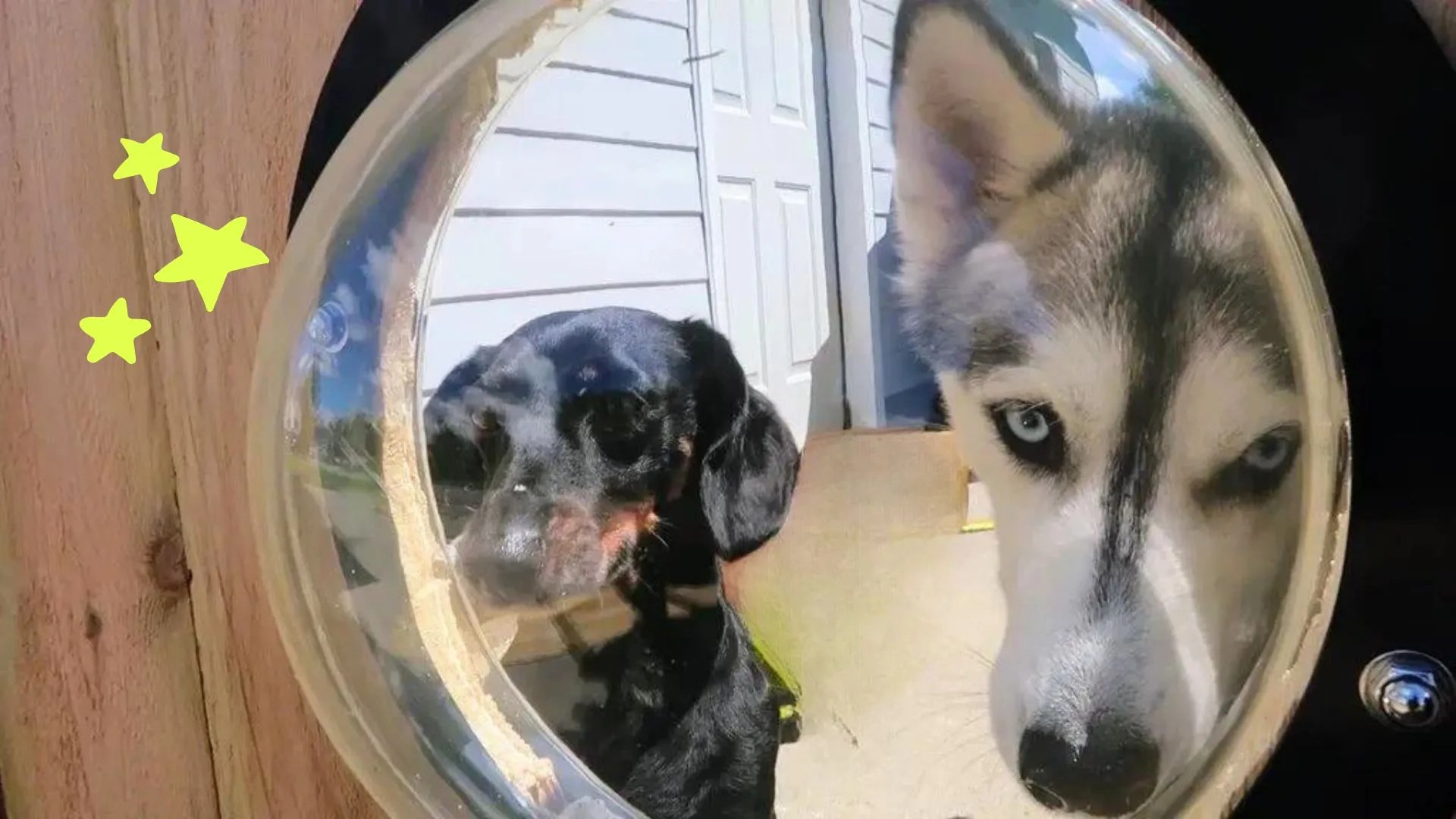 The 5 Best Dog Fence Windows for Curious Pups