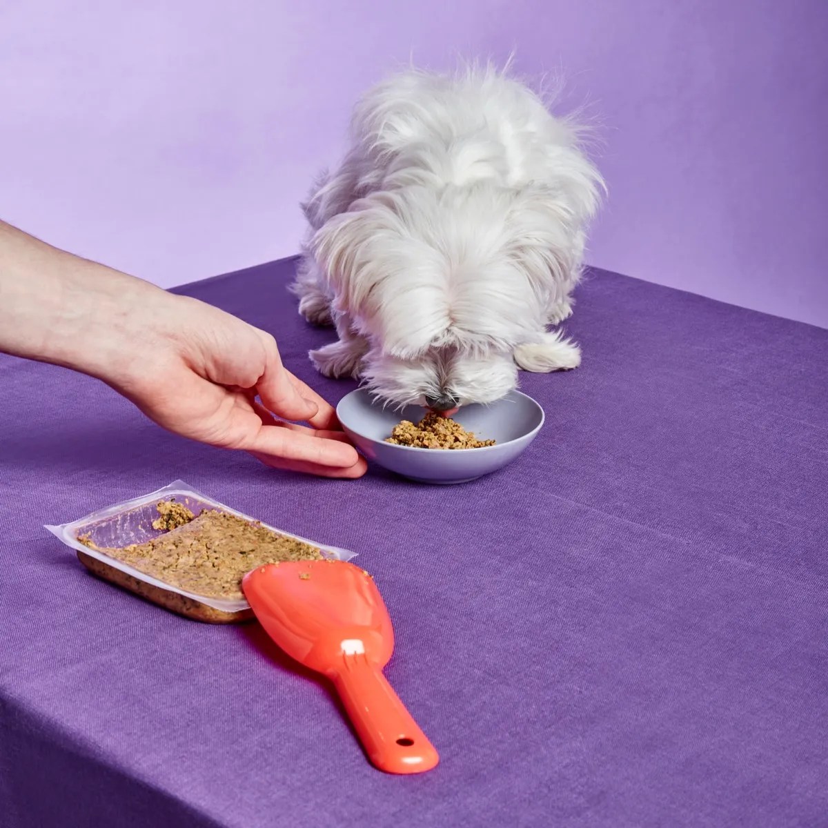 Meal Prep for Dogs My Ollie HYPEPETS