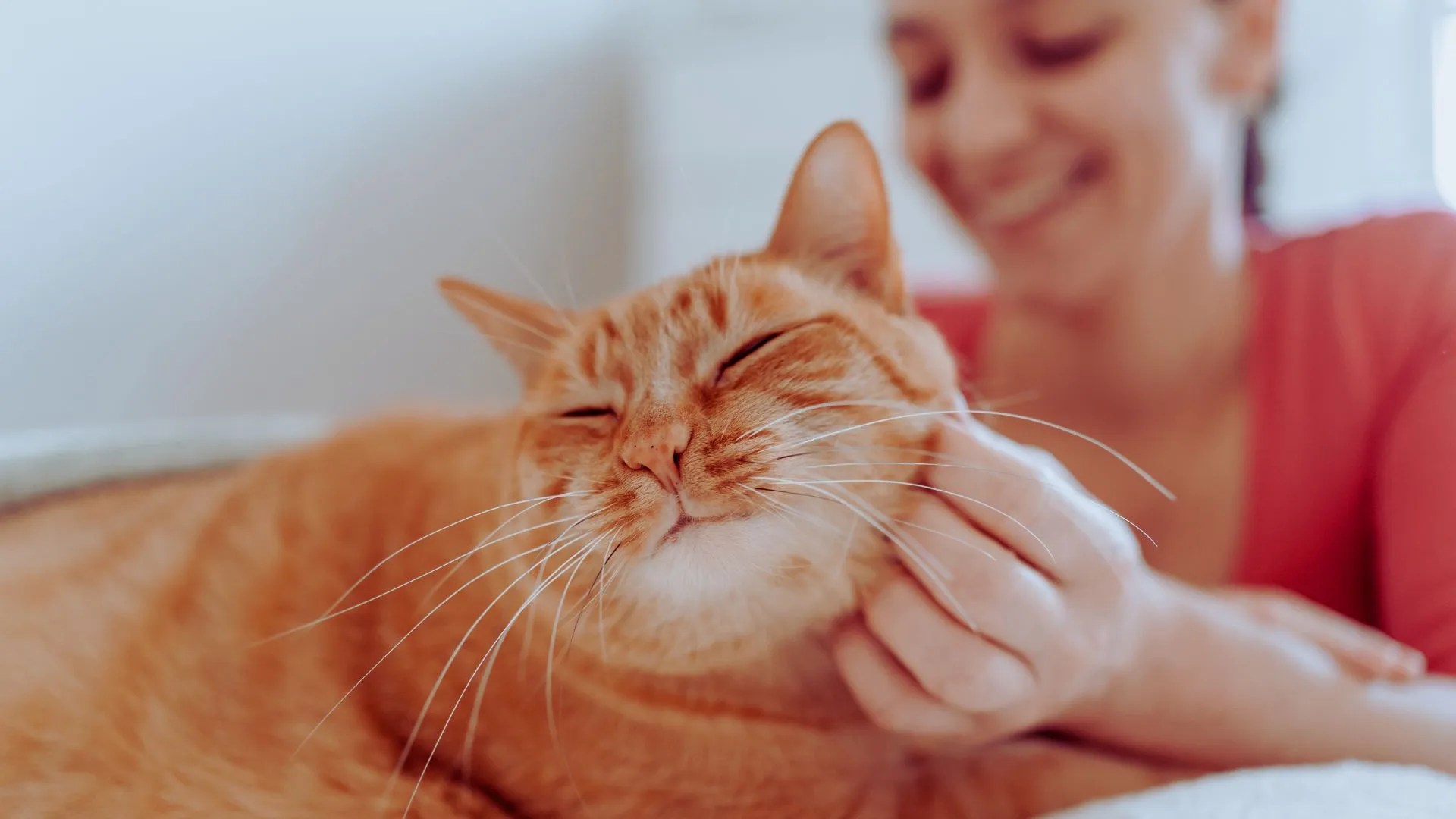 Meow Overload Do Cats Ever Get Tired of Meowing?