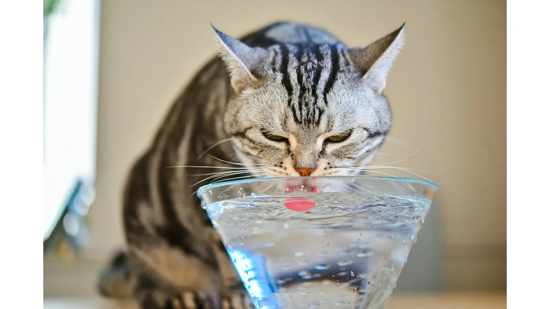 Do Cat Water Dental Additives Really Work?