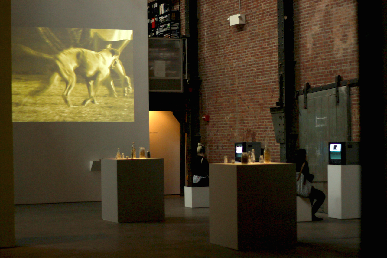 Stray Dogs, Argentine Zines, and Subterranean Art at SculptureCenter