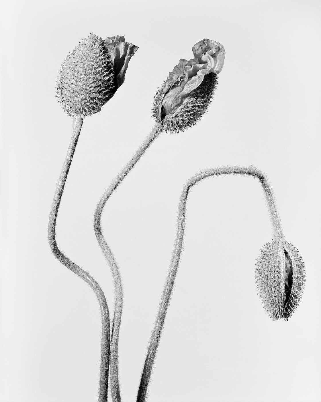 The Uncanny Nature of Fake Flowers