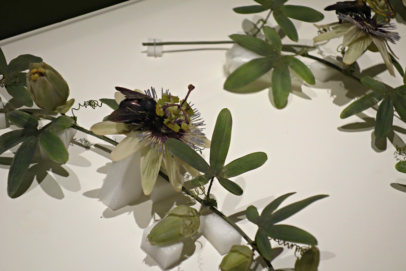 Harvard's Garden of Glass Flowers Blooms Again