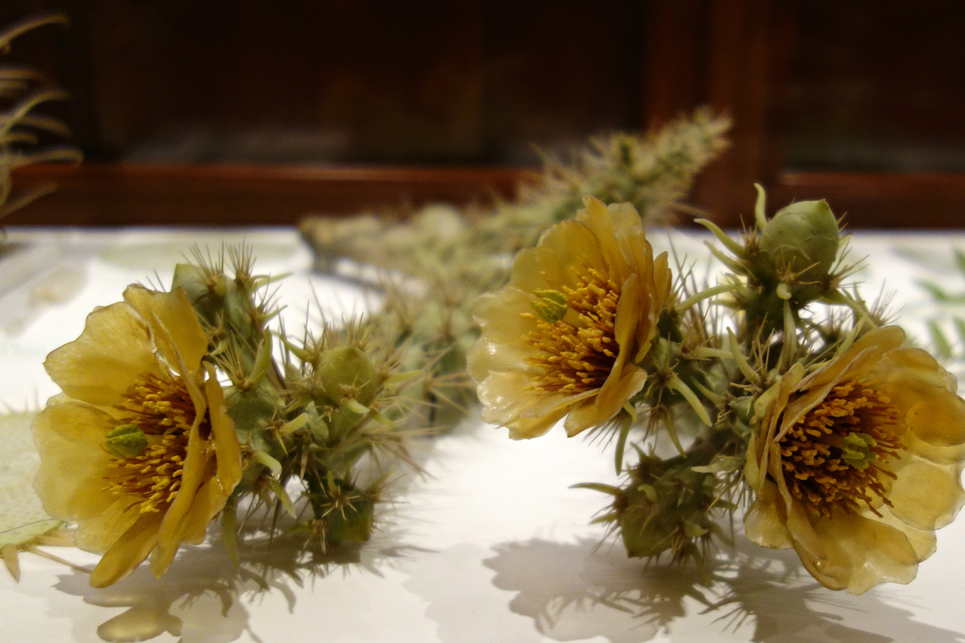 Harvard's Garden of Glass Flowers Blooms Again