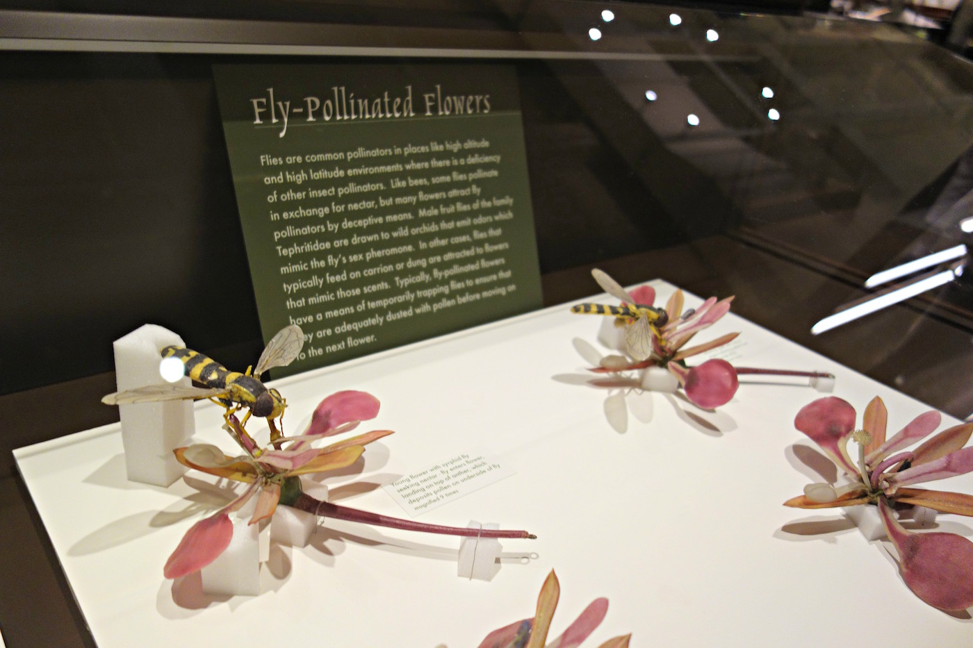 Harvard's Garden of Glass Flowers Blooms Again