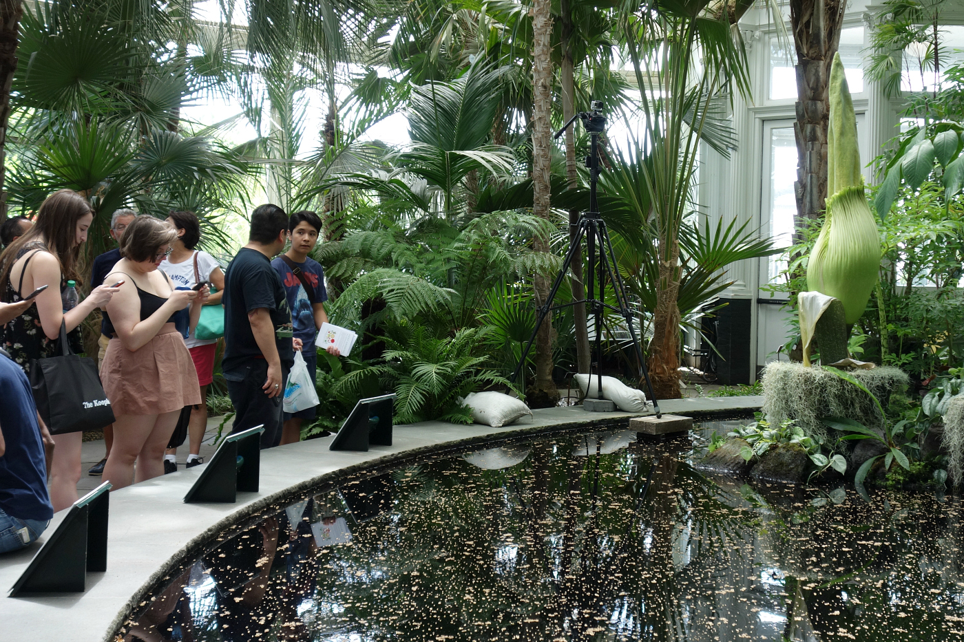 A Corpse Flower Is About to Bloom in the Bronx, Unleashing Its