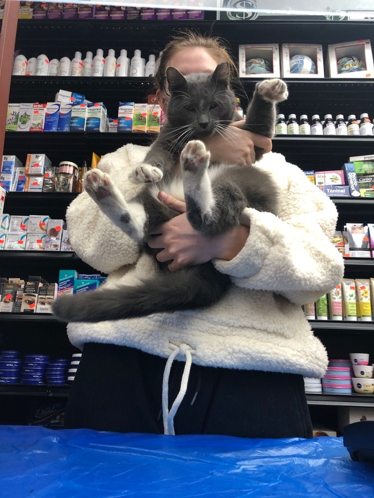 The Universal Allure of New York’s Bodega Cats