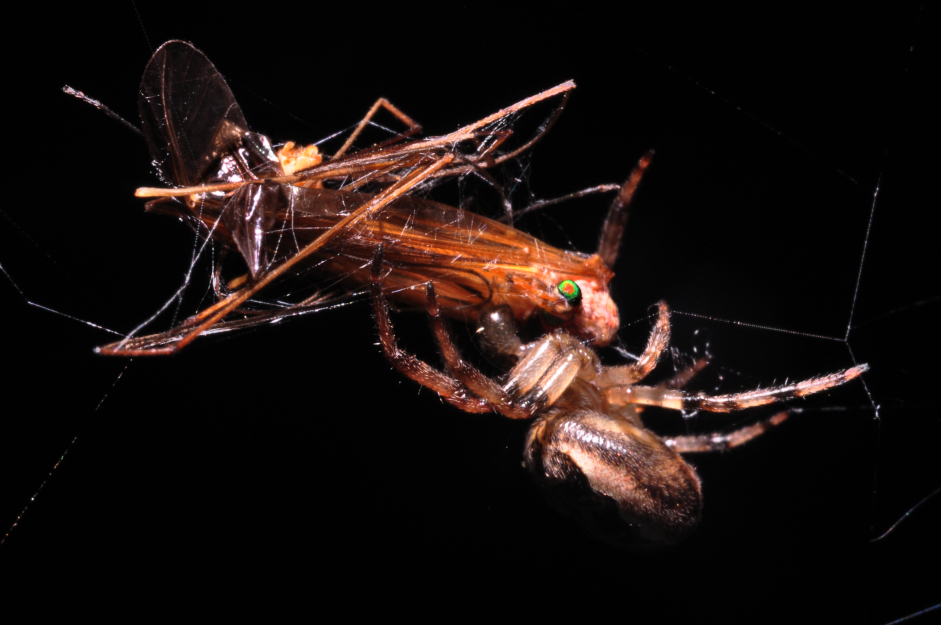 Spider Eating Moth Hyperbolic Silence