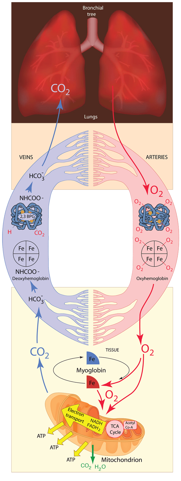 The Transport Of Carbon Dioxide And Oxygen In Blood Can Best Be