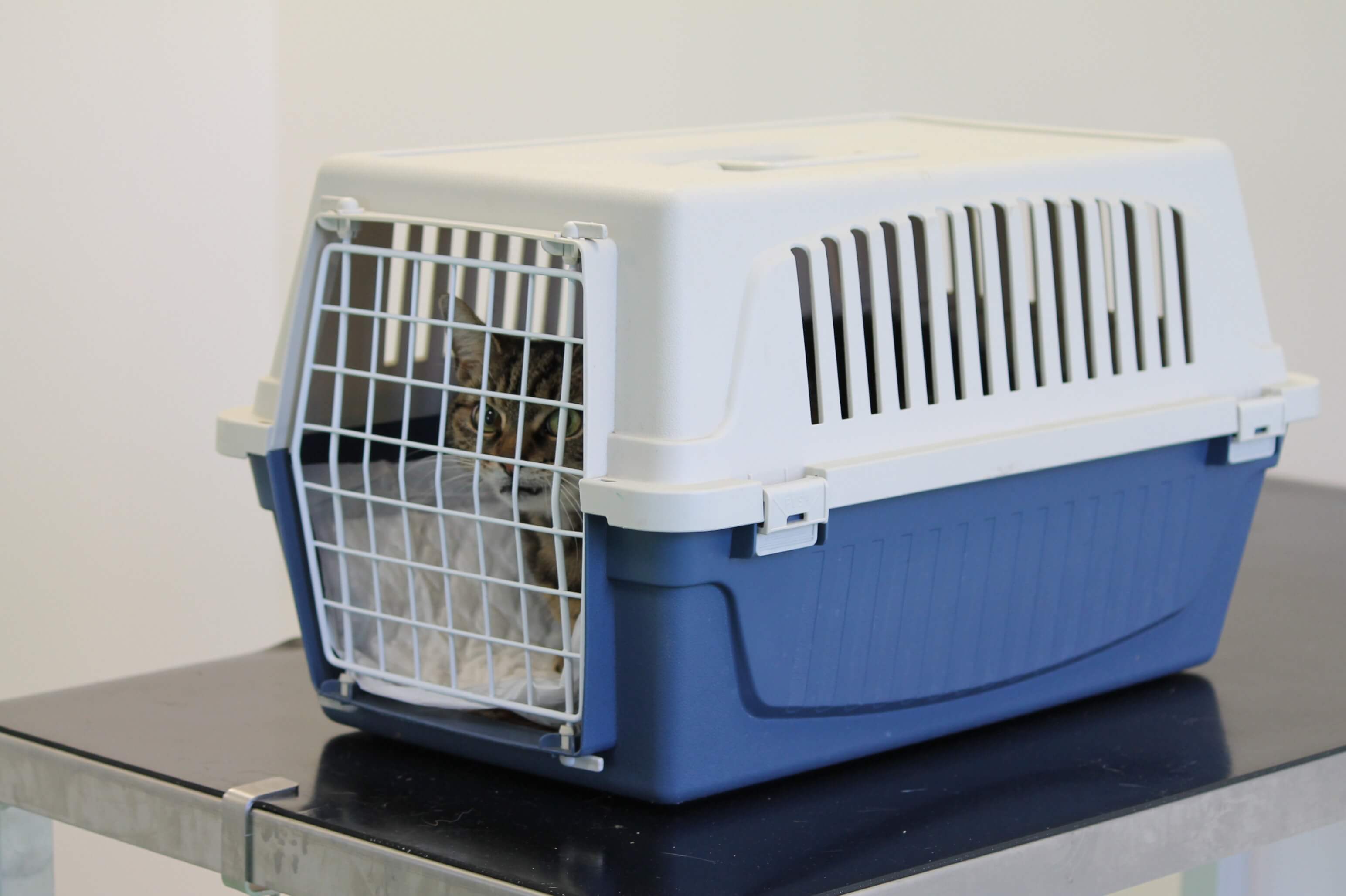 Hard carrier The Hyperthyroid Cat Centre