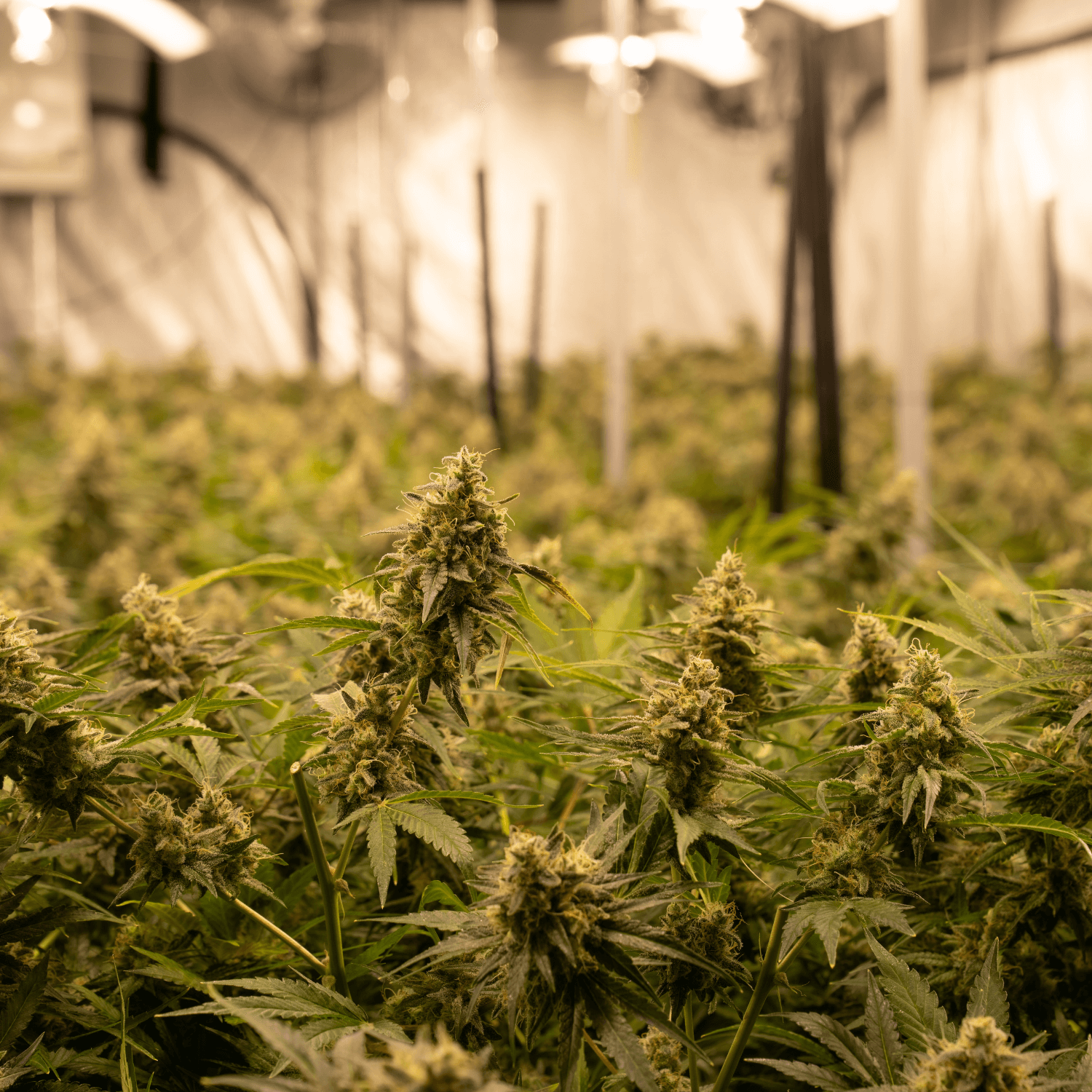 Understanding the Male Cannabis Plant