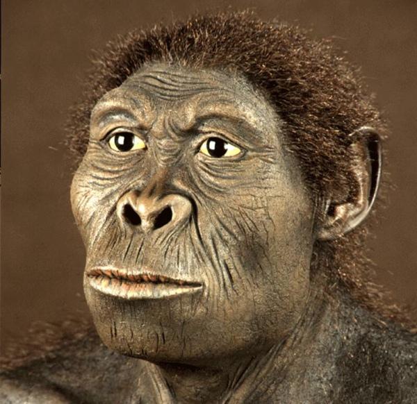 Evolução humana 10 ancestrais essenciais