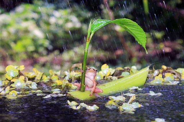 12 fotos de natureza que podem ser falsas, possivelmente cruéis