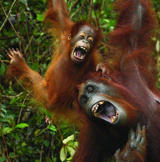 Cócegas qual é a finalidade evolutiva delas?