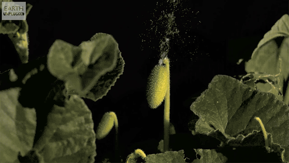 A natureza já tinha mísseis antes de nós