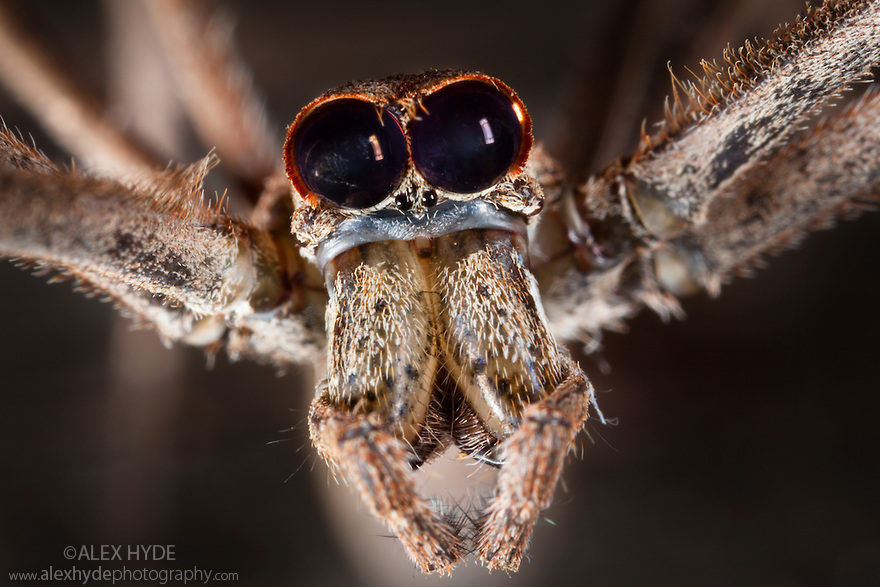 10 esquisitas e belíssimas fotos das carinhas de aranhas