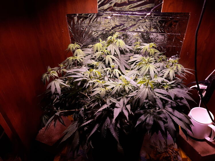 Buy Gold Leaf Autoflower seeds online Hype Seeds The best Gold Leaf