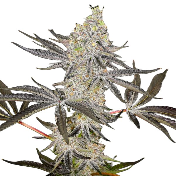 Buy Kush Mints seeds feminized online Hype Seeds The best Kush Mint