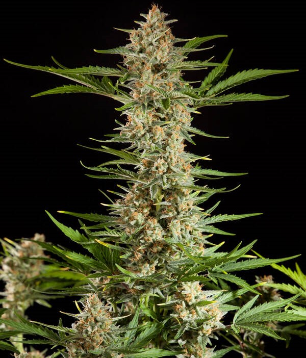 Buy Autoflower Cannabis Seeds Online Choose Premium