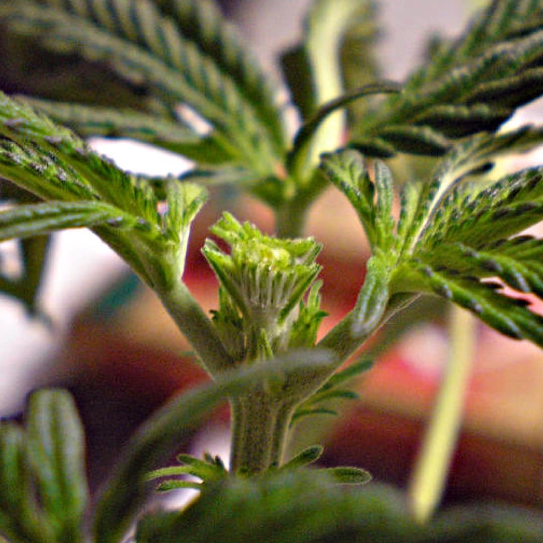 Topping a Cannabis Plant The Ultimate Guide