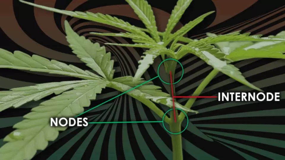 Topping a Cannabis Plant The Ultimate Guide