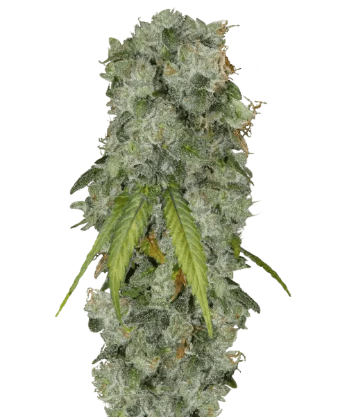 Gush Mints Strain Potent Indica Hybrid USA Free Shipping