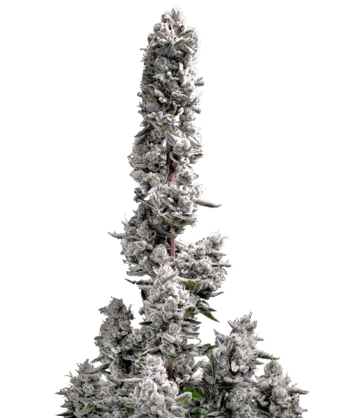 Pink Wasabi Auto 23 THC & Calmining Energy Shop Now