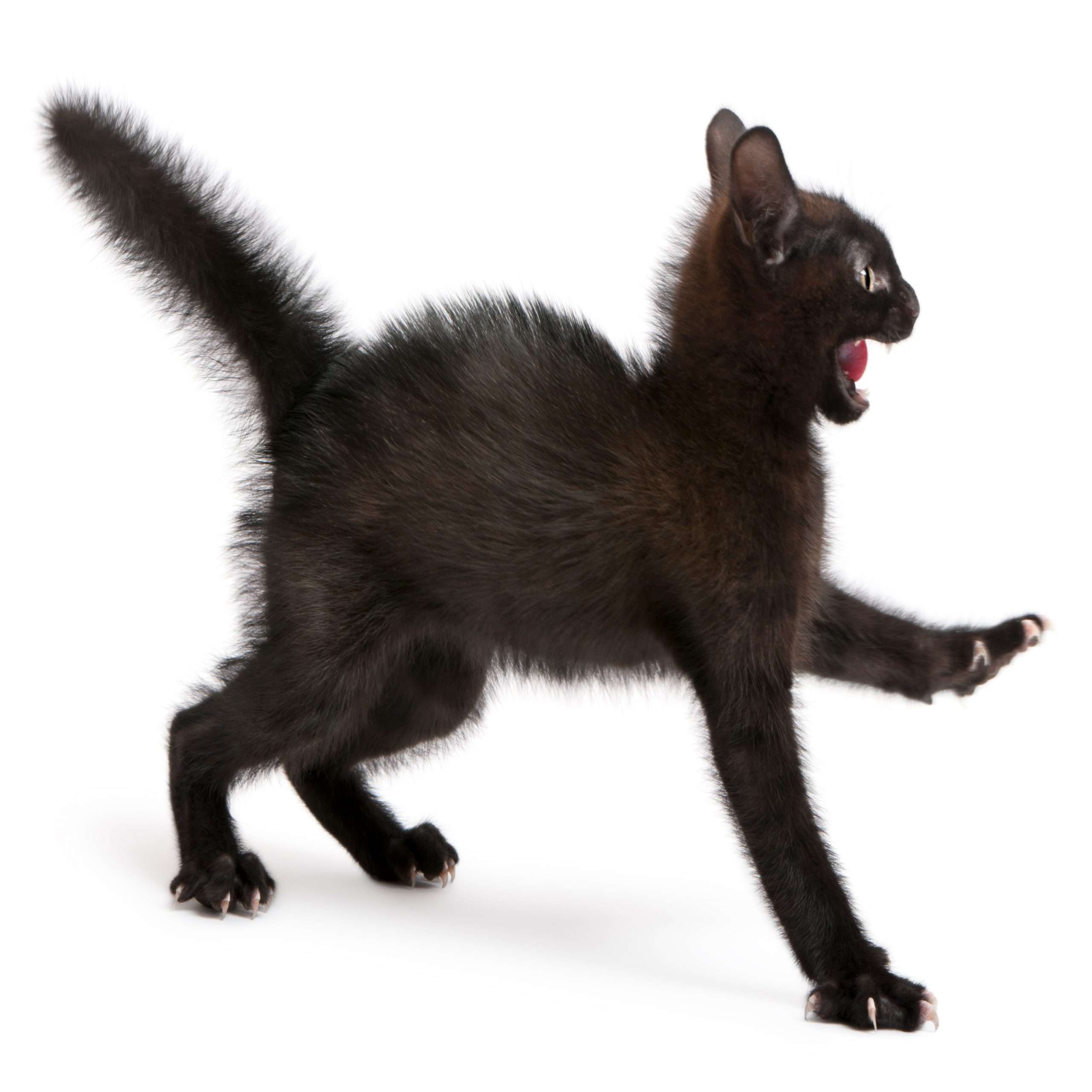 Southern Expressions as Metaphor NLP & Hypnosis Training