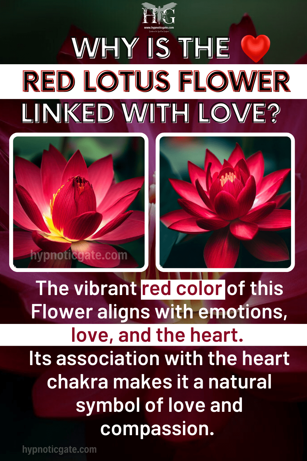 Why Is The Red Lotus Flower Linked With Love?