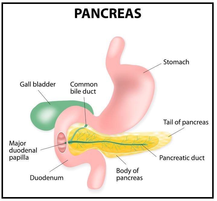 Photo Of The Pancreas
