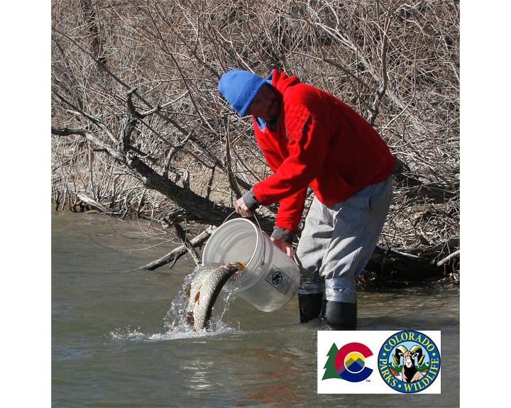 Anglers encouraged to catch illegally introduced northern pike at
