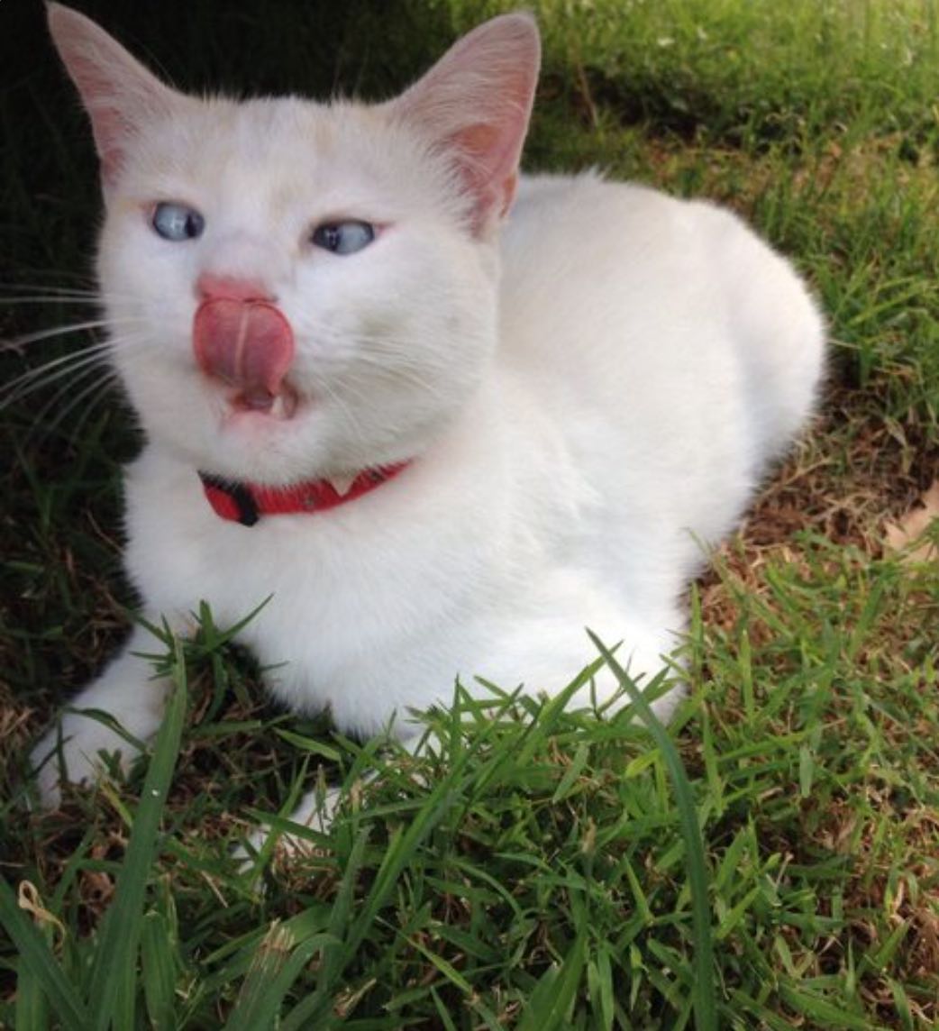 TOP 20 des Photos de Chats les plus Moche du Web ianimaux