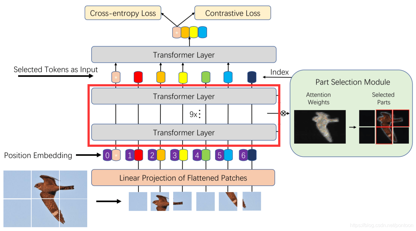 论文解读TransFG A Transformer Architecture for Finegrained Recognition