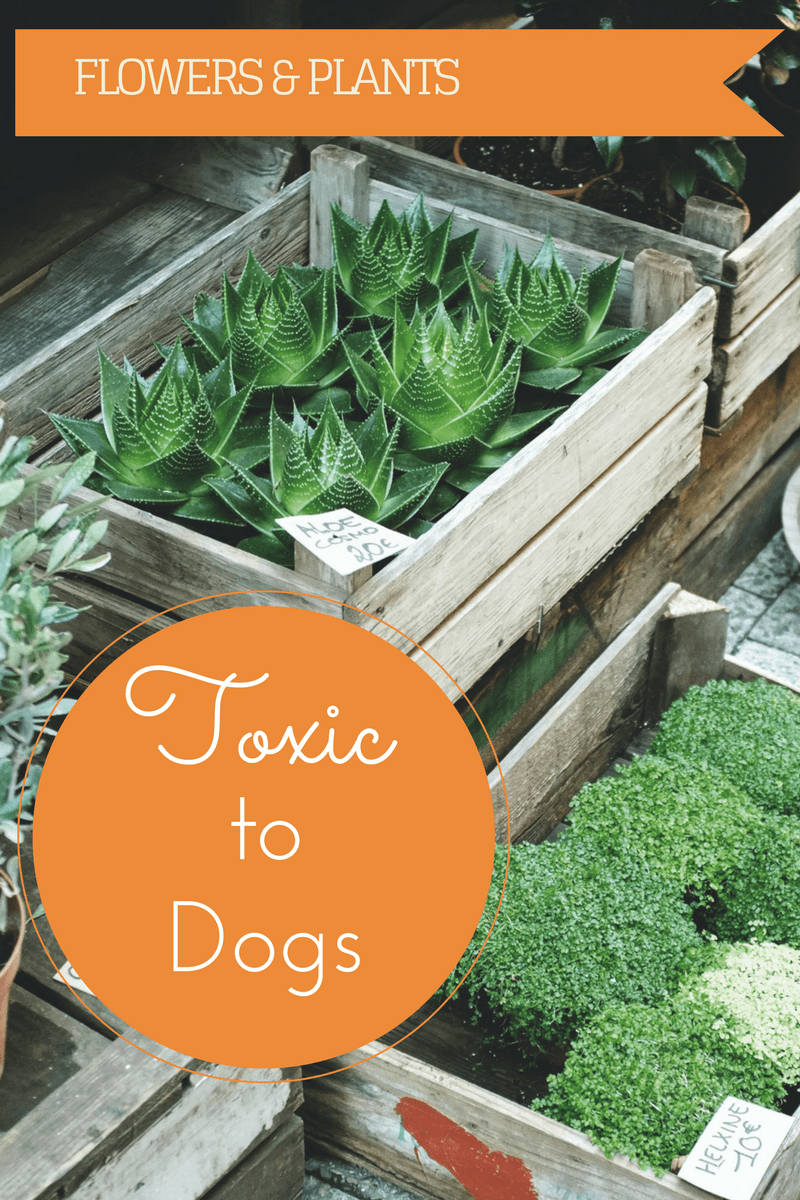 Flowers and Plants that can hurt your dog