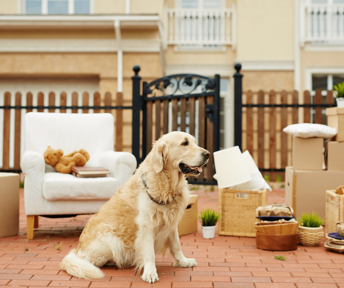 How to relocate with your pets so everyone is happy IMovers