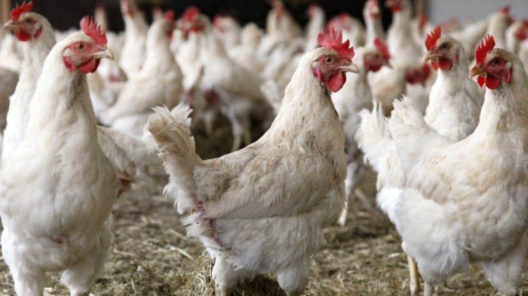 Grippe aviaire définition, symptômes, traitements